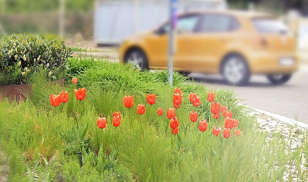 eine kleine Wiese mit Tulpen und im Hintergrund fährt ein Auto